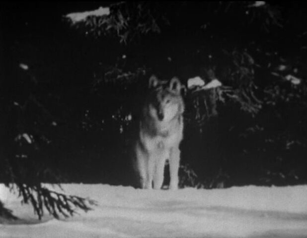 File:Marinus Wolf.jpg