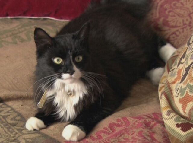 File:Cat small worlds.jpg