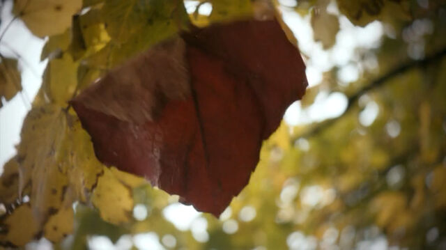 File:Leaf Rings.jpg