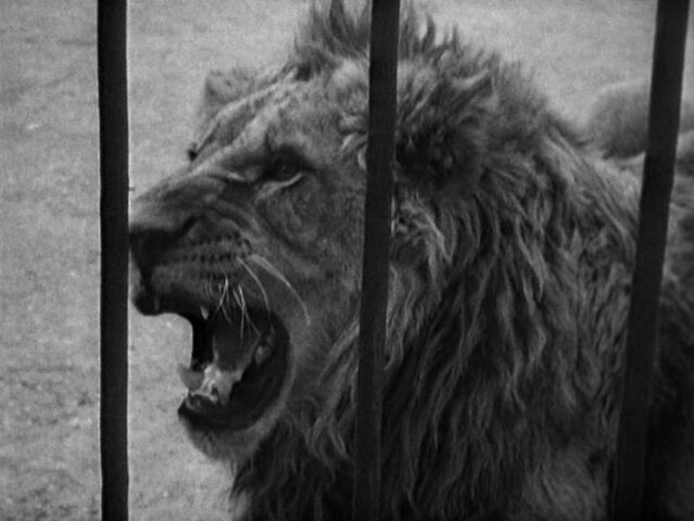 File:Lion.jpg