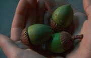Acorns The Last Oak Tree