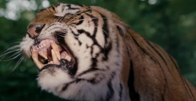 File:Tiger forest.jpg