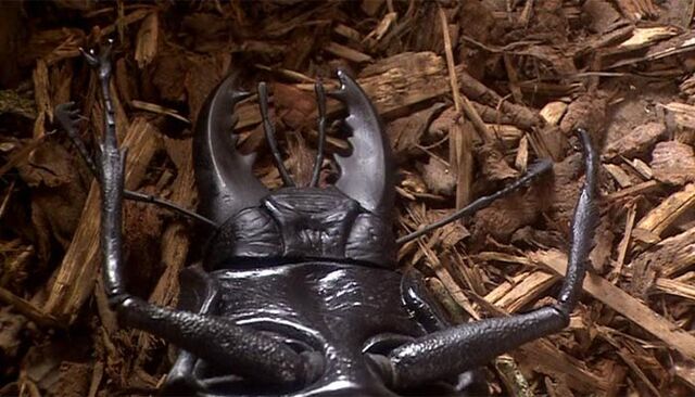 File:Timebeetledeath.jpg