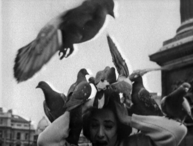 File:PIGEONS.jpg