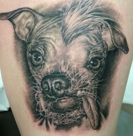 File:Animal5.jpg