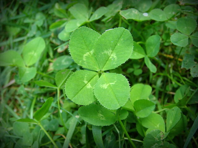 File:Fourleafclover.jpg