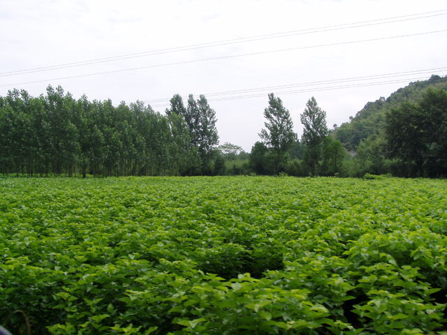 File:Mulberry Bushes.jpg