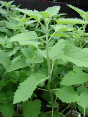 Starr 070906-8819 Nepeta cataria