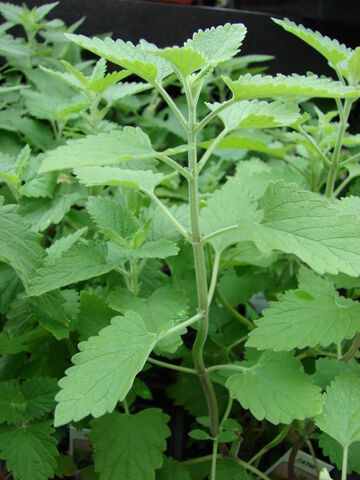 File:Starr 070906-8819 Nepeta cataria.jpg