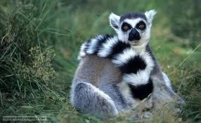 File:Lemur.png