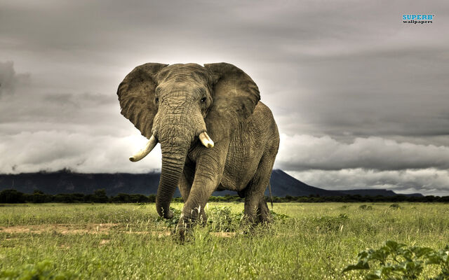 File:African-elephant.jpg