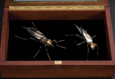Spy-flies2