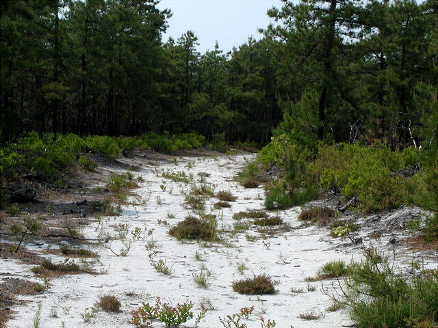 File:Pine-barrens.jpg