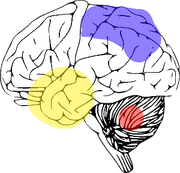 COOS brain affectation