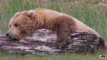 Grizzly Bear (real) (2)