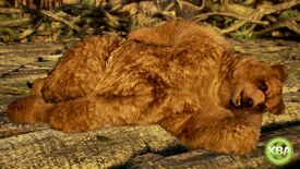 Lazy kuma