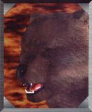 Kuma(T2)1.jpg