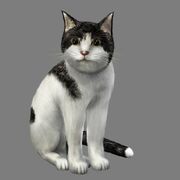 Shinobi Cat