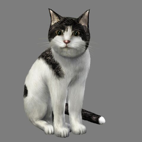 File:Shinobi Cat.jpg