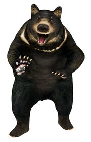 Bear