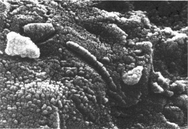 File:Alien life.jpeg