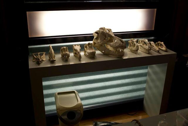 File:Laboratory skulls.jpg
