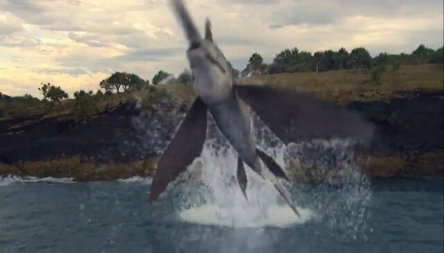 File:Swordfish2.jpg