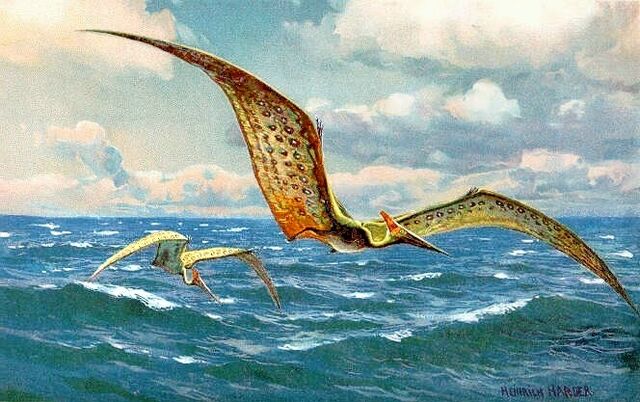 File:Pteranodon hharder.jpg