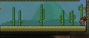 Desierto