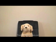 Mrpuppy