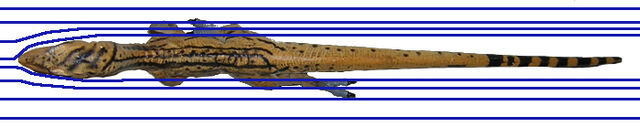 File:Utahraptor wind.jpg