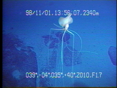File:CLL-001.jpg