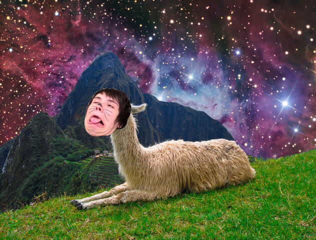 File:Danllama.jpg