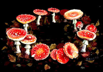 Fairy ring