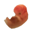 Sample217embryo
