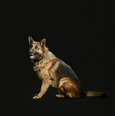 File:Toto.jpg