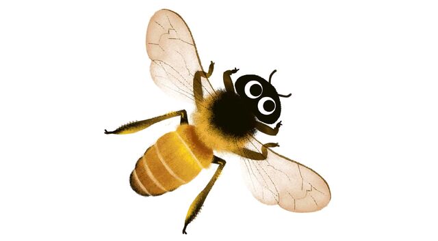 File:Honey-bee.jpg