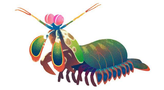 File:Mantis-shrimp.jpg