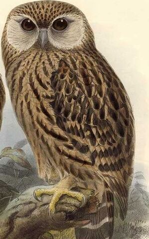 File:Forte I.jpg