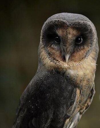 Sable