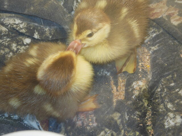 File:Baby Duck.jpeg