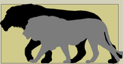 AmericanvsAfricanlion