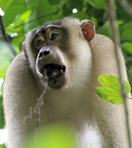 File:Malaysia5.jpg