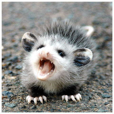 File:Possum.jpg