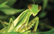 Praying mantis gohappy