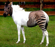 Zorsey