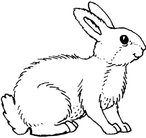 File:Rabbit.jpg