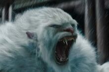 Yeti giant close