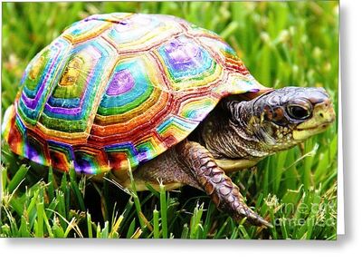 Rainbow-turtle 2