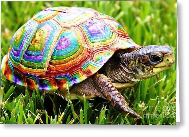 File:Rainbow-turtle 2.jpg